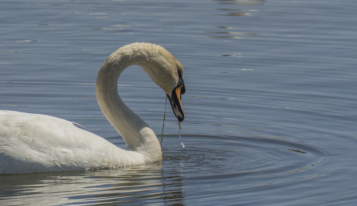 Mute Swan - ML619906502