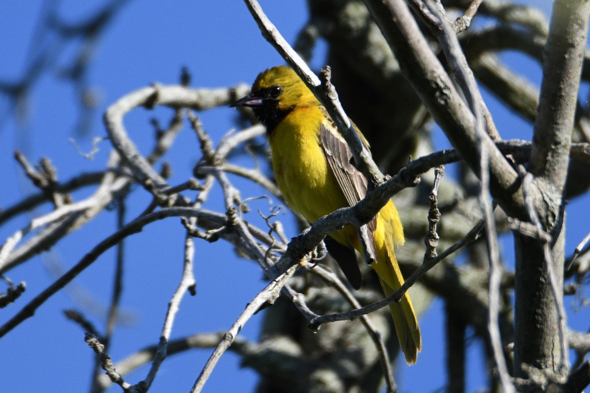 Orchard Oriole - ML619906505
