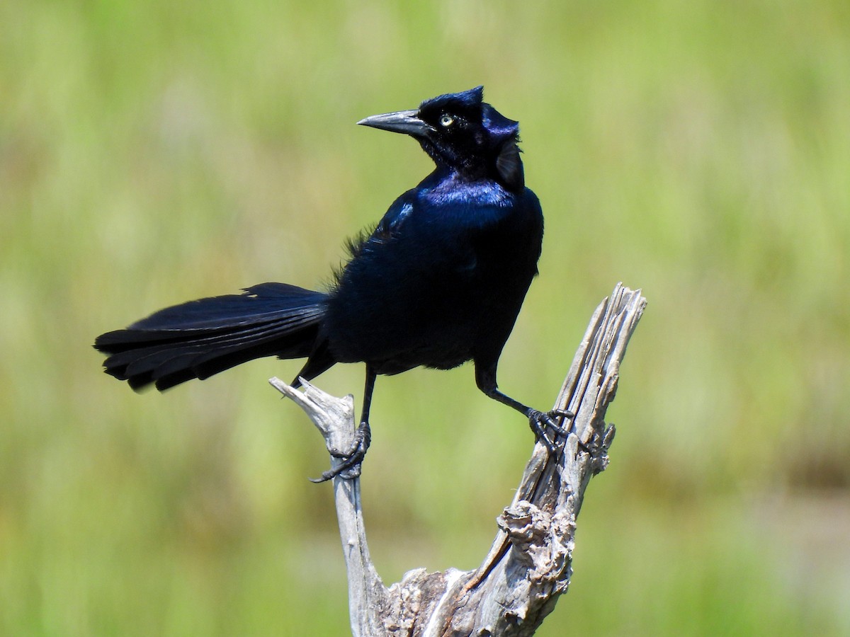 Boat-tailed Grackle - ML619906507