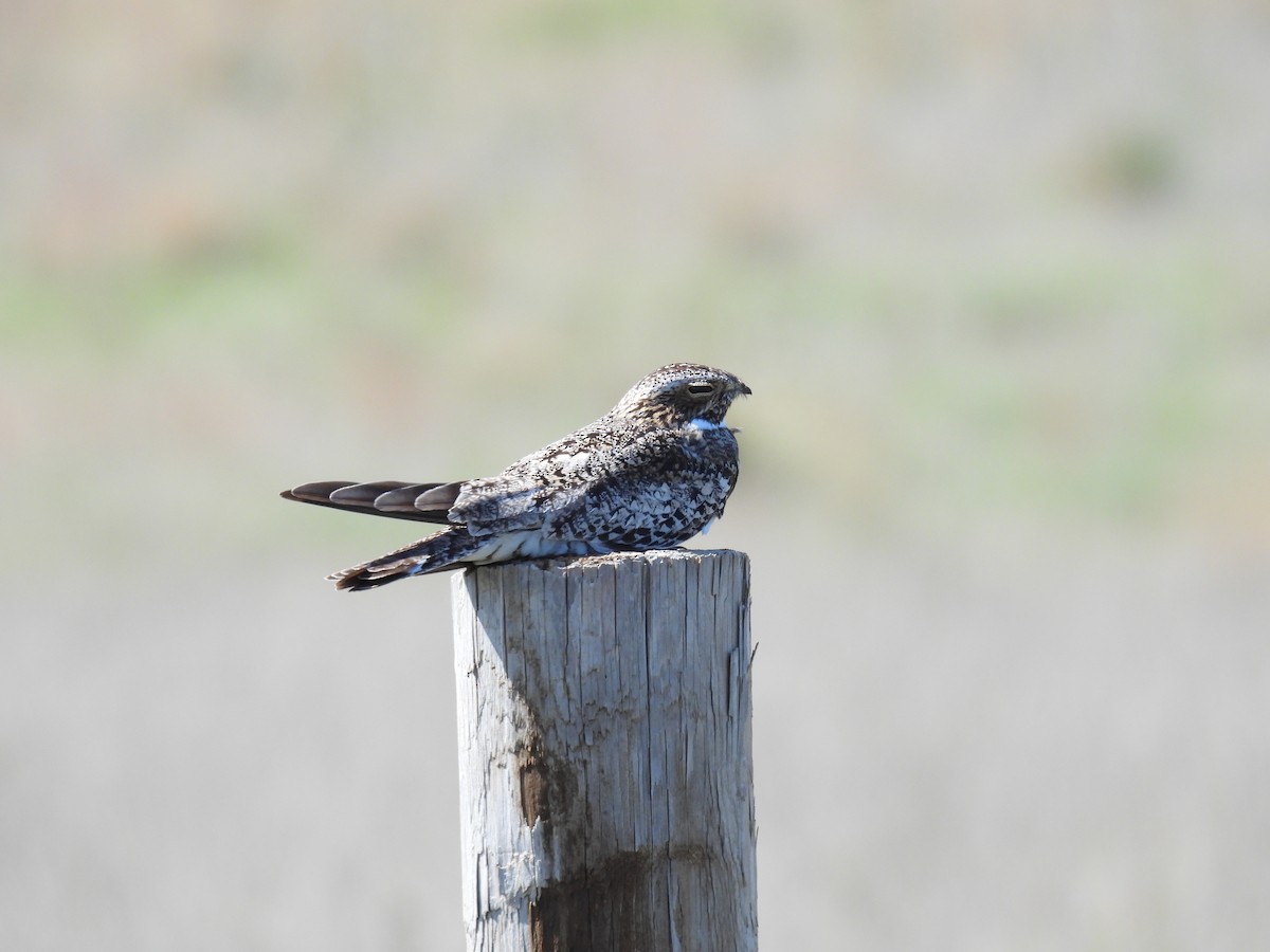 Common Nighthawk - ML619906509