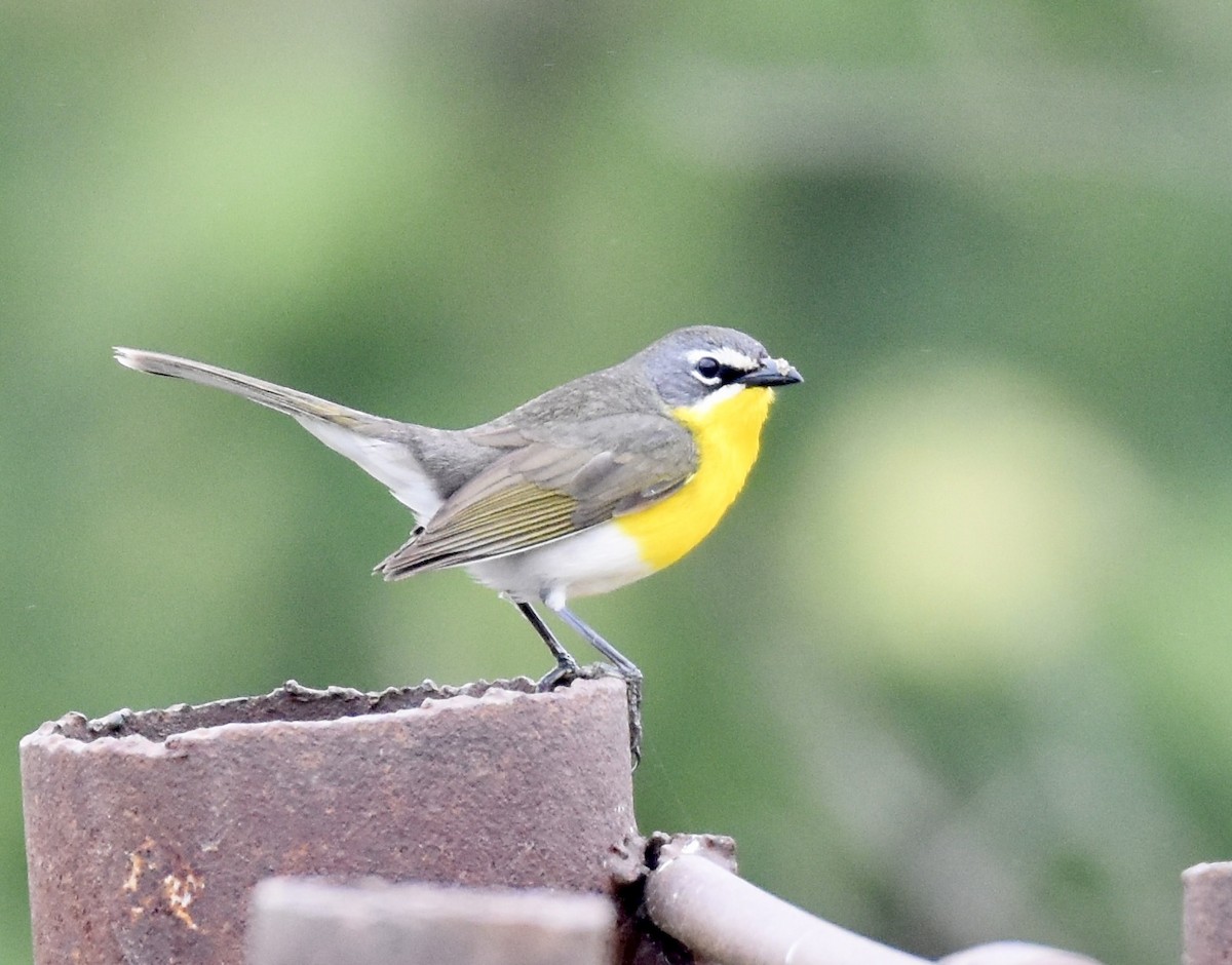 Yellow-breasted Chat - ML619906511