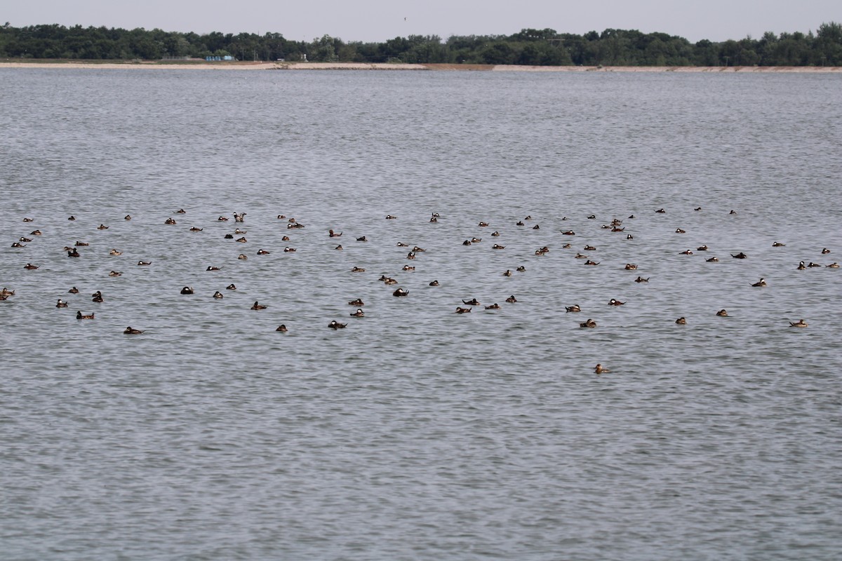 Ruddy Duck - ML619906512