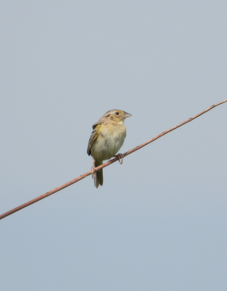 Grasshopper Sparrow - ML619906514