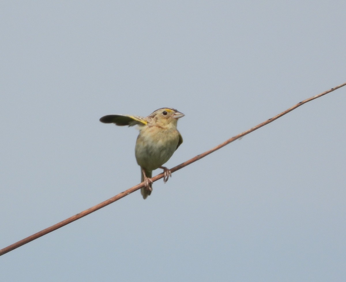 Grasshopper Sparrow - ML619906517