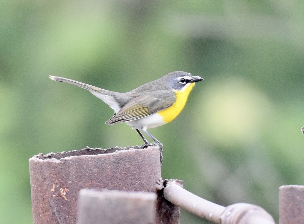 Yellow-breasted Chat - ML619906518
