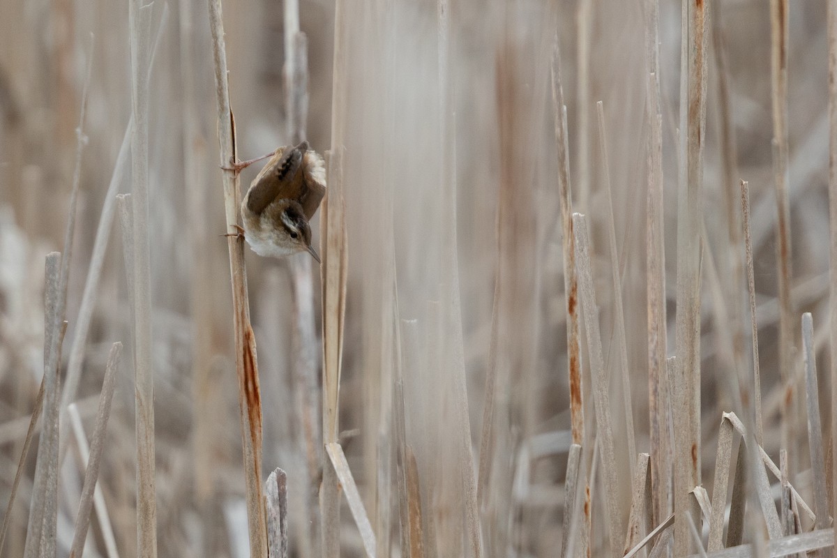 Marsh Wren - ML619906521