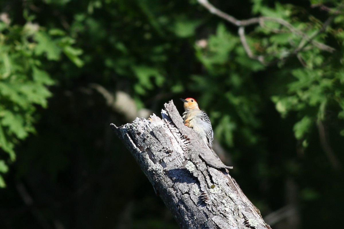 Red-bellied Woodpecker - ML619906522