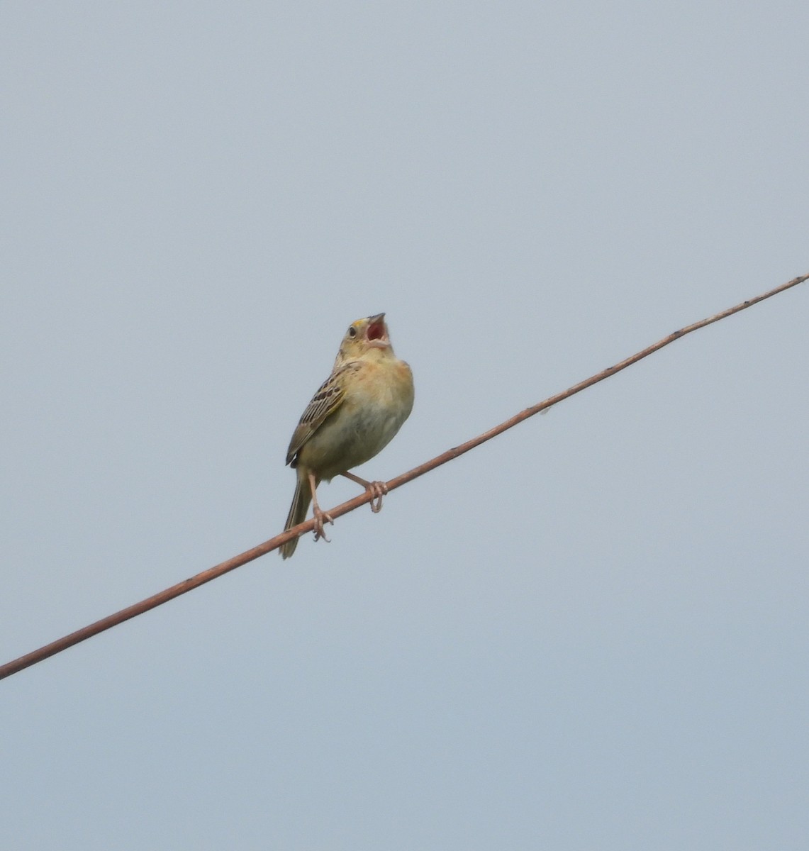 Grasshopper Sparrow - ML619906527