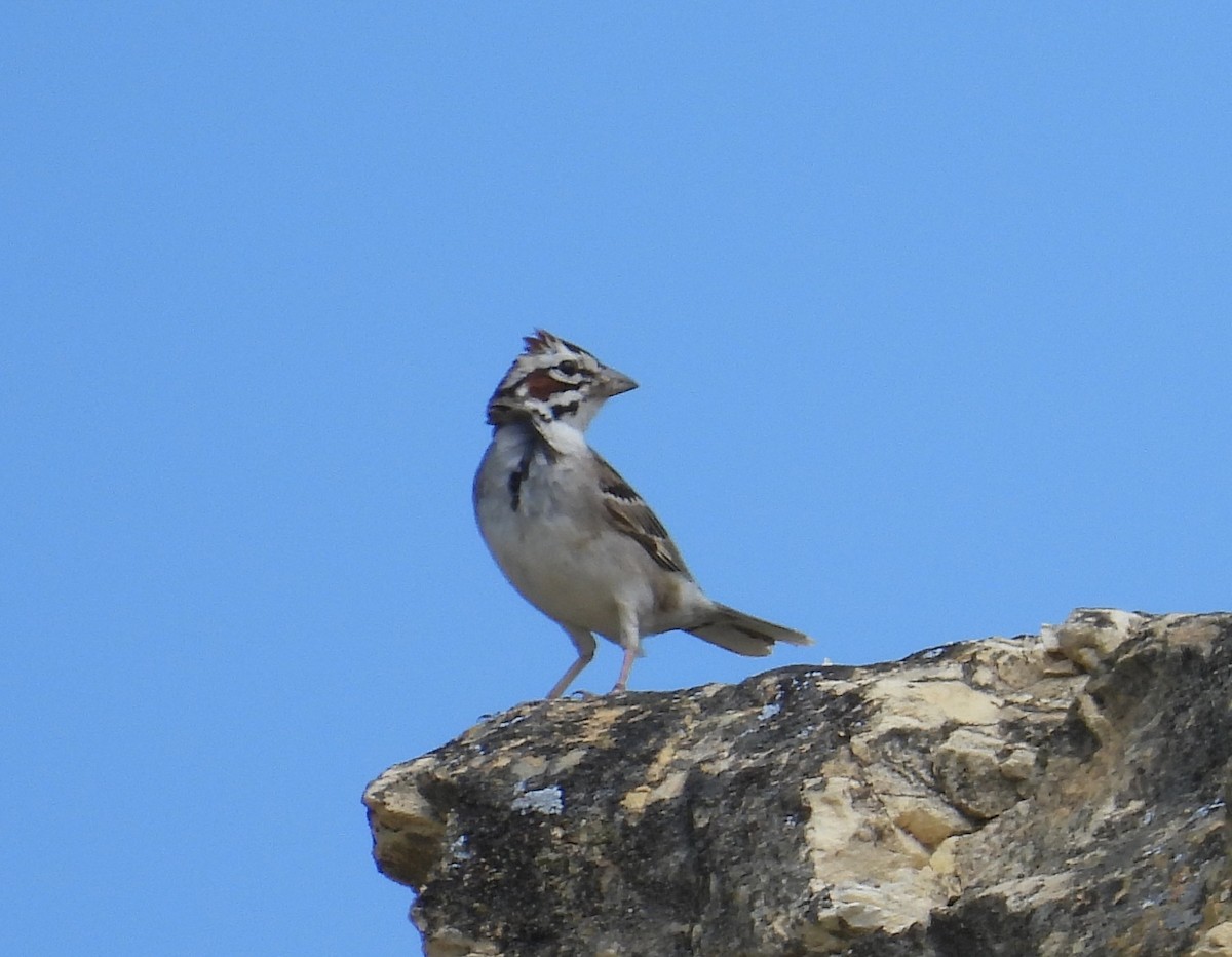 Lark Sparrow - ML619906528