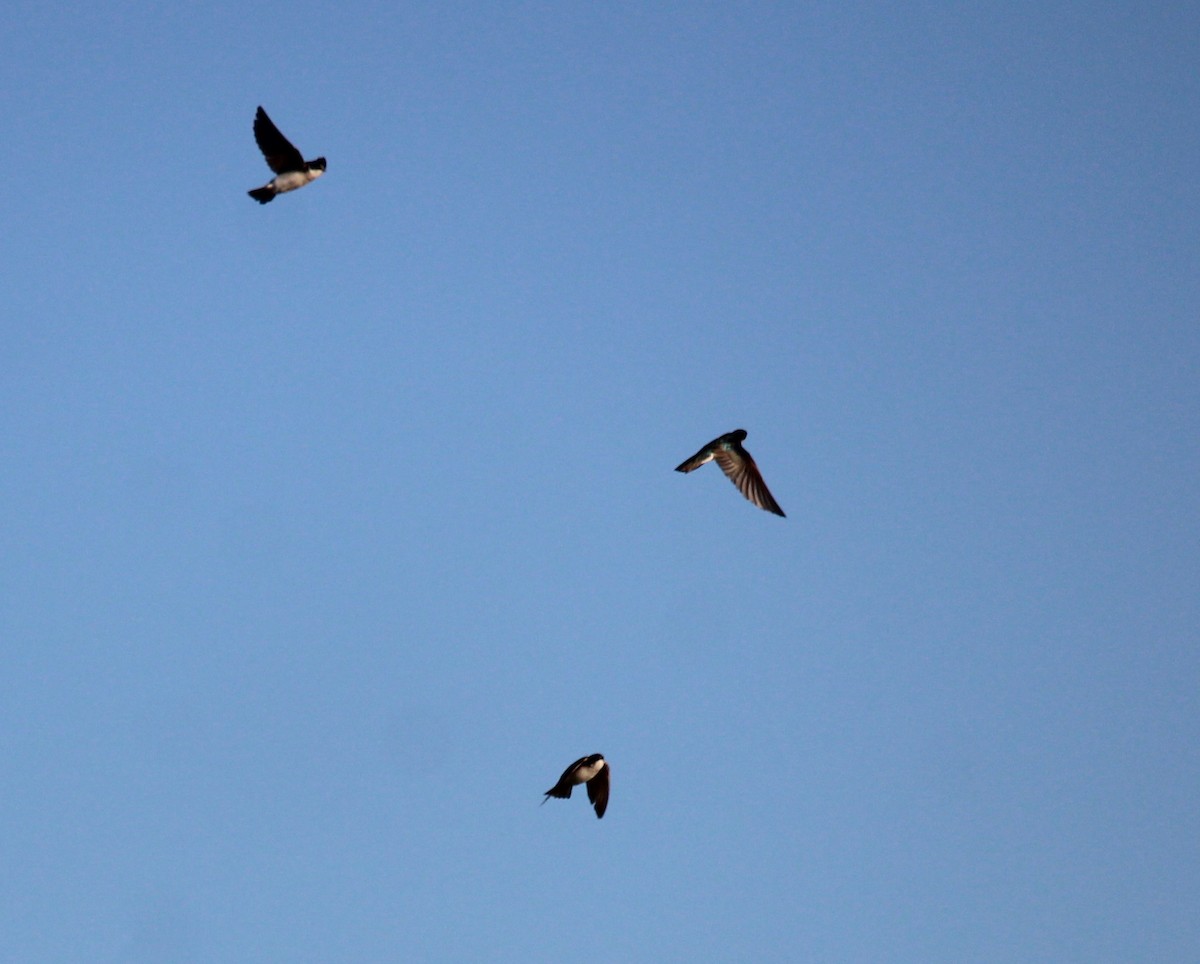 Tree Swallow - ML619906535