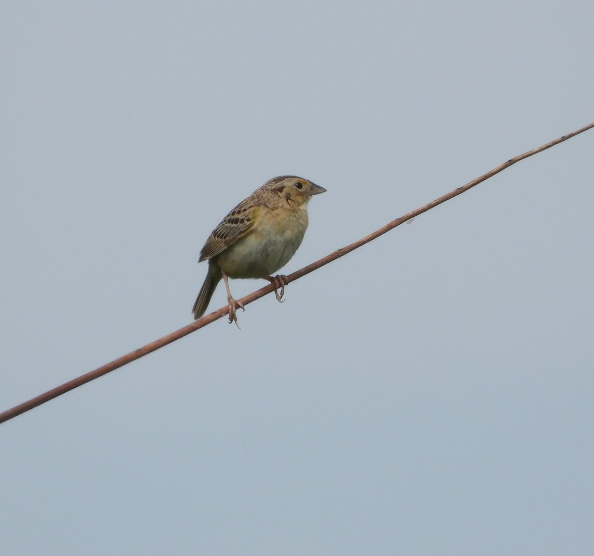 Grasshopper Sparrow - ML619906537