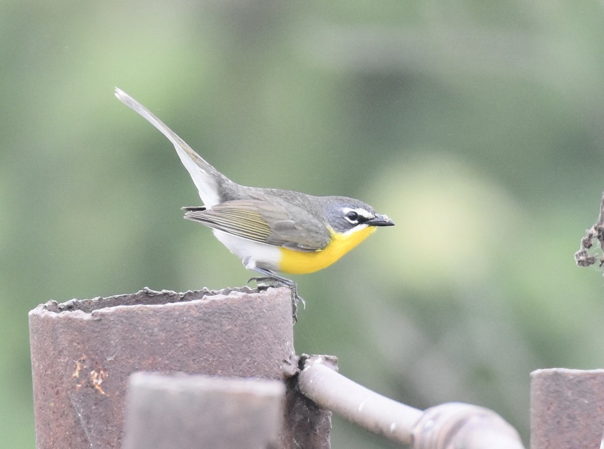 Yellow-breasted Chat - ML619906550
