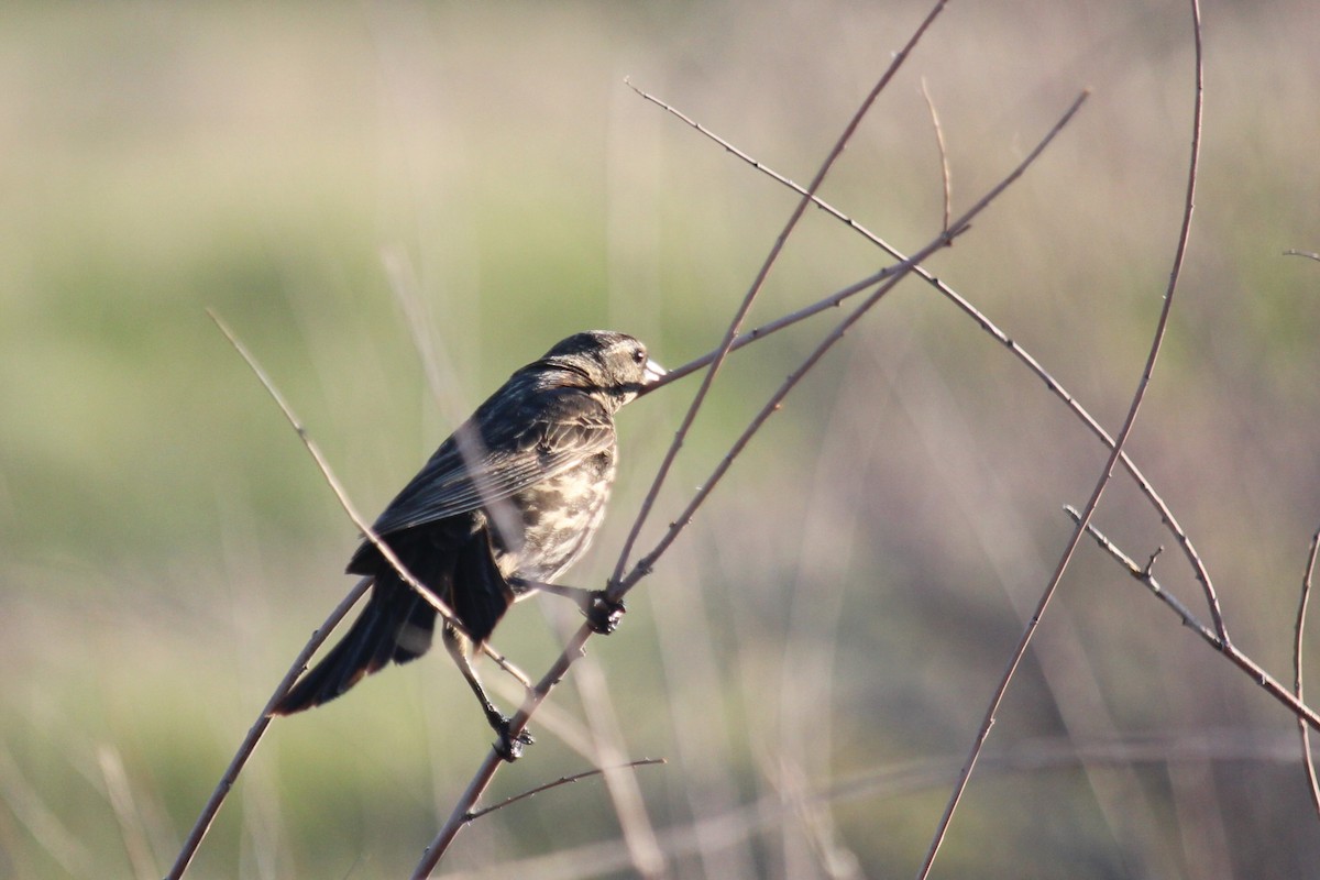 Red-winged Blackbird - ML619906559