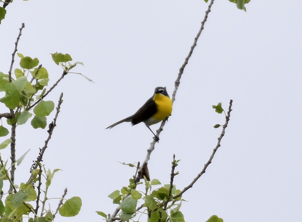 Yellow-breasted Chat - ML619906562