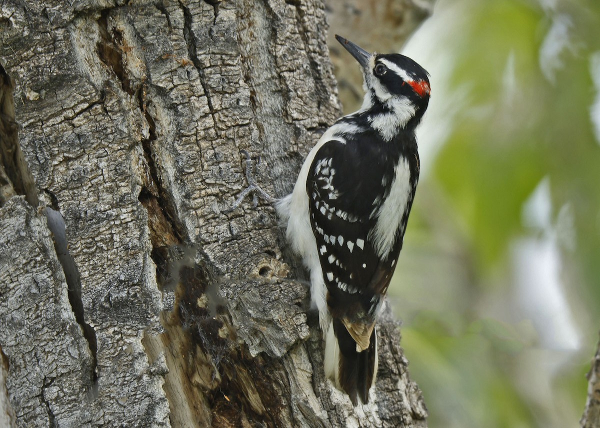 Hairy Woodpecker - ML619906563