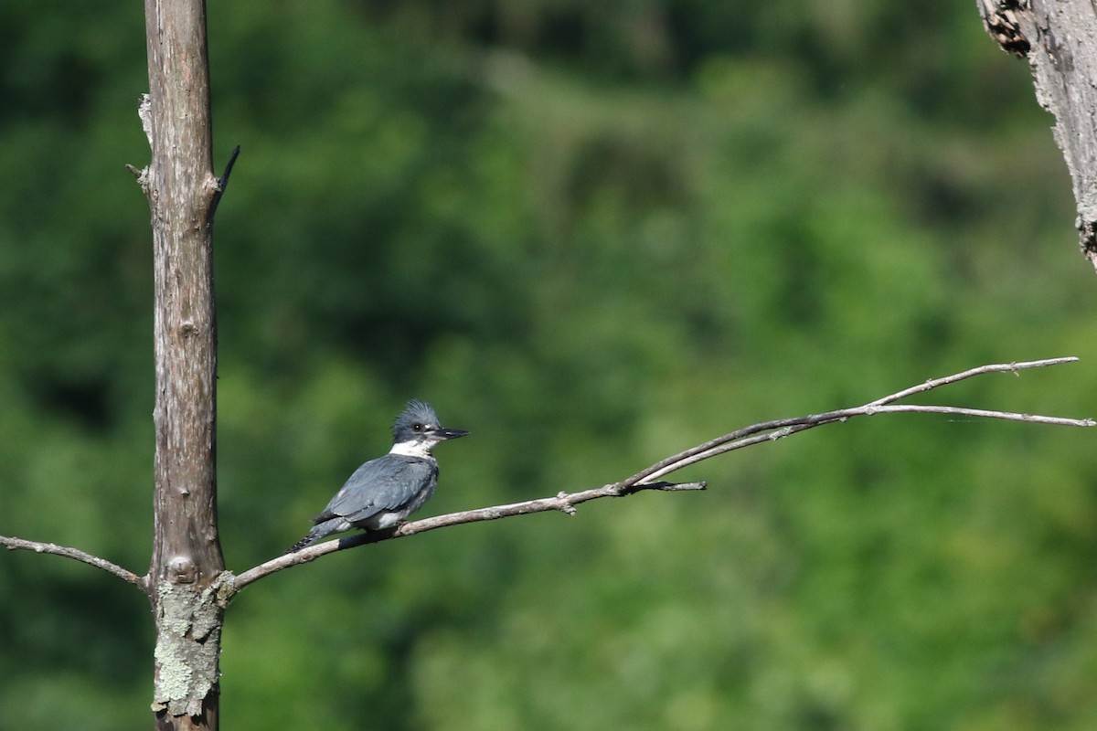 Belted Kingfisher - ML619906564