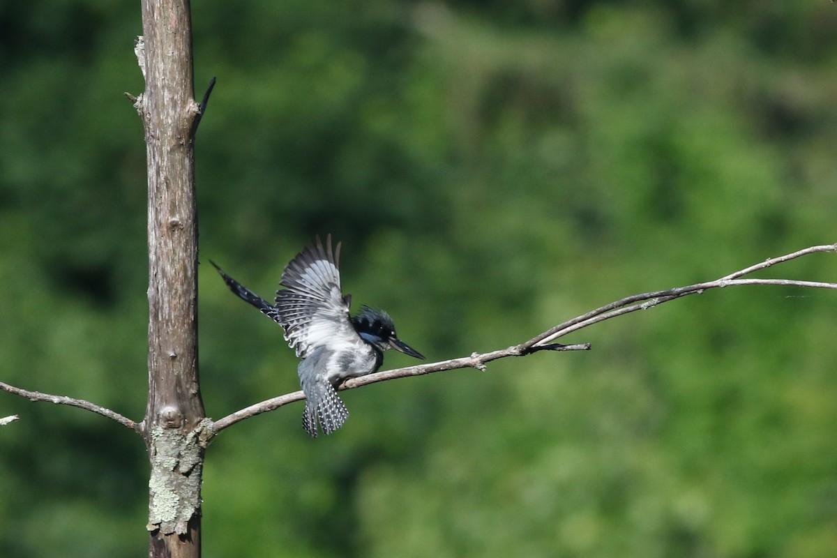 Belted Kingfisher - ML619906566