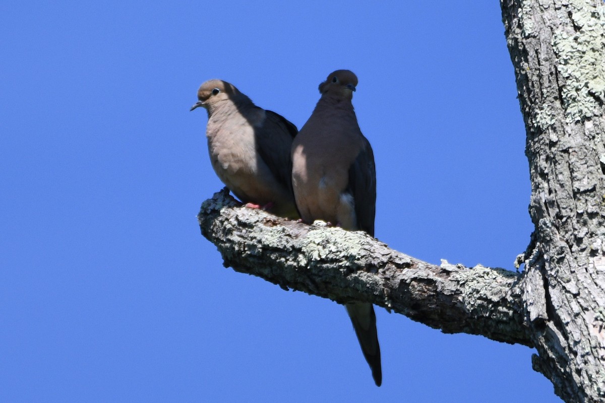 Mourning Dove - ML619906573