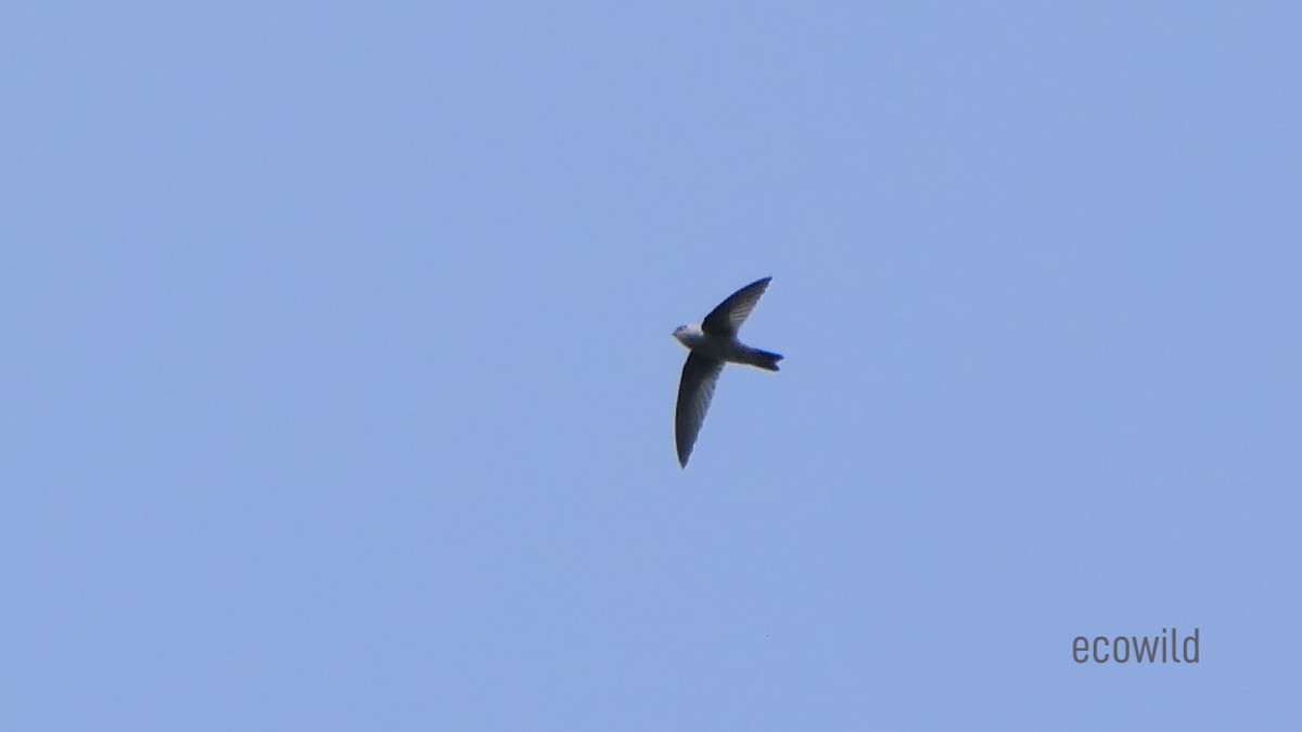 Indian Swiftlet - ML619906579