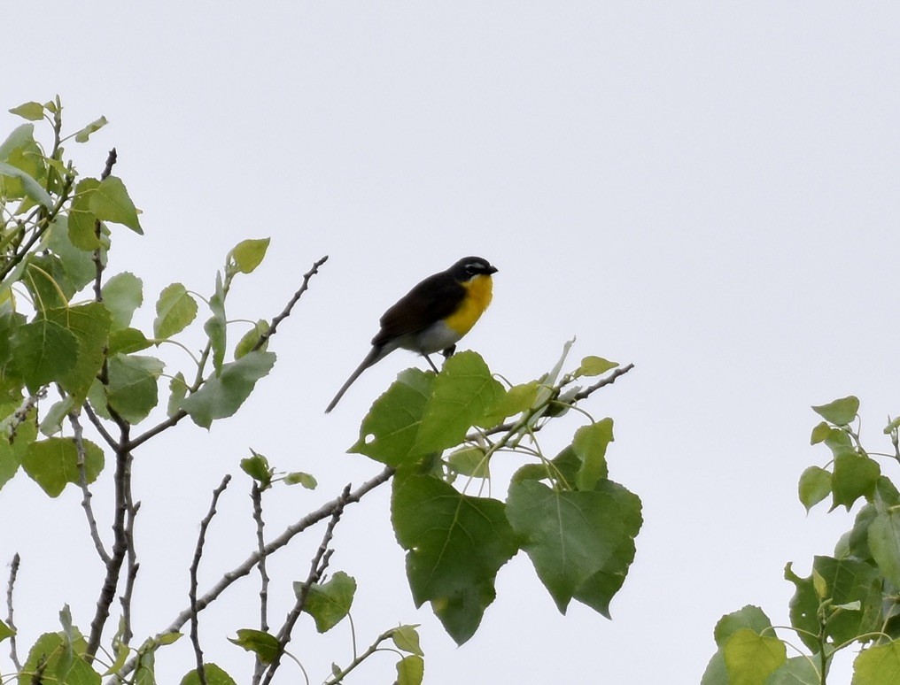 Yellow-breasted Chat - ML619906580