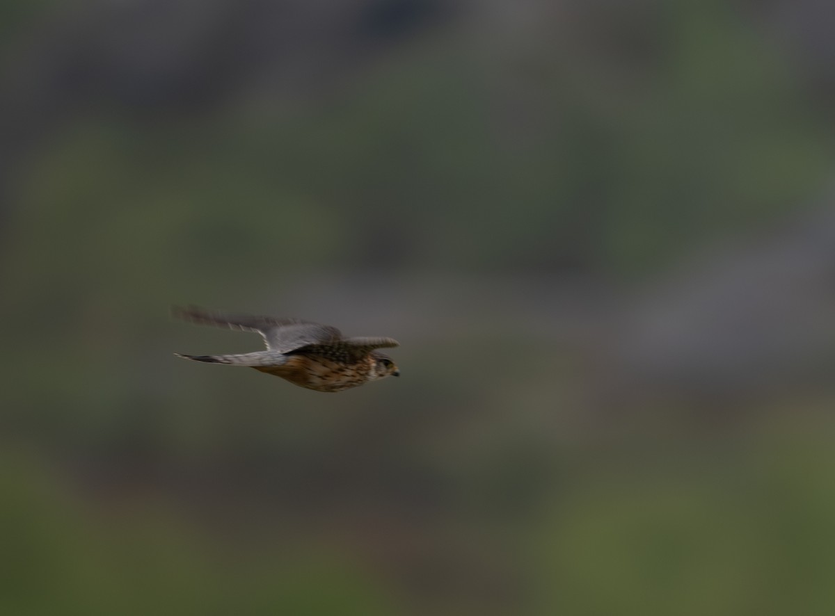 Merlin (Eurasian) - ML619906589