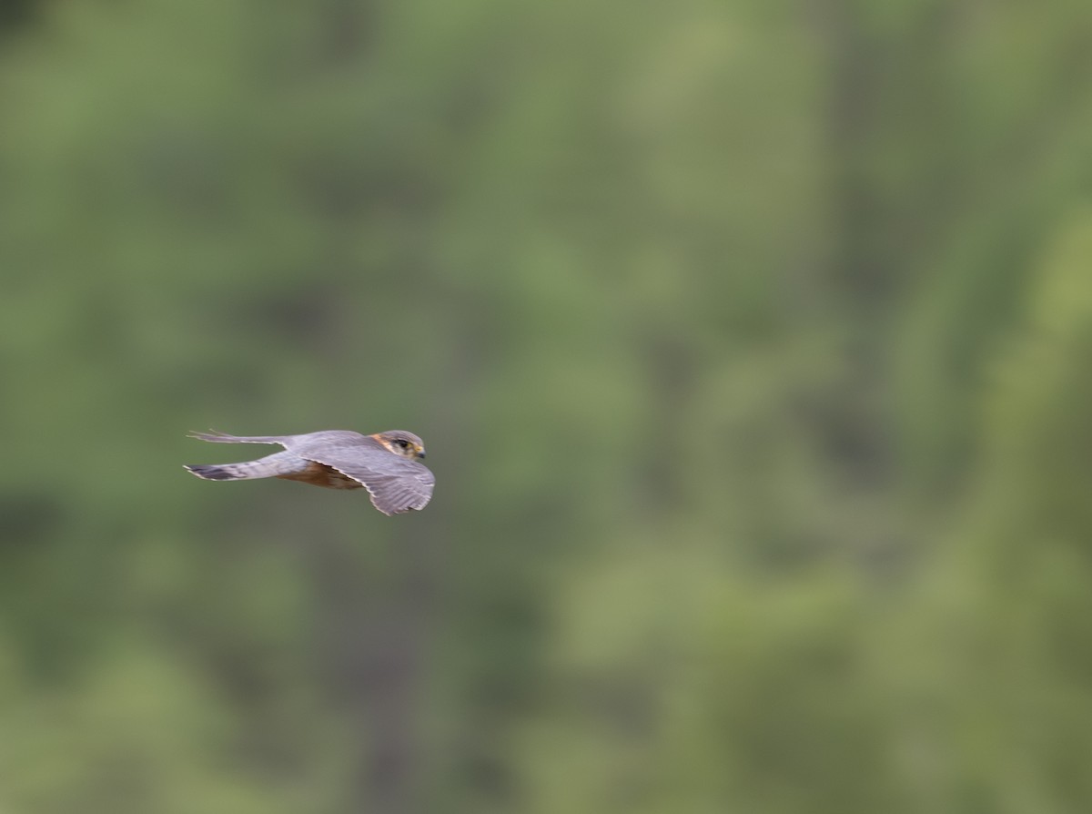 Merlin (Eurasian) - ML619906591