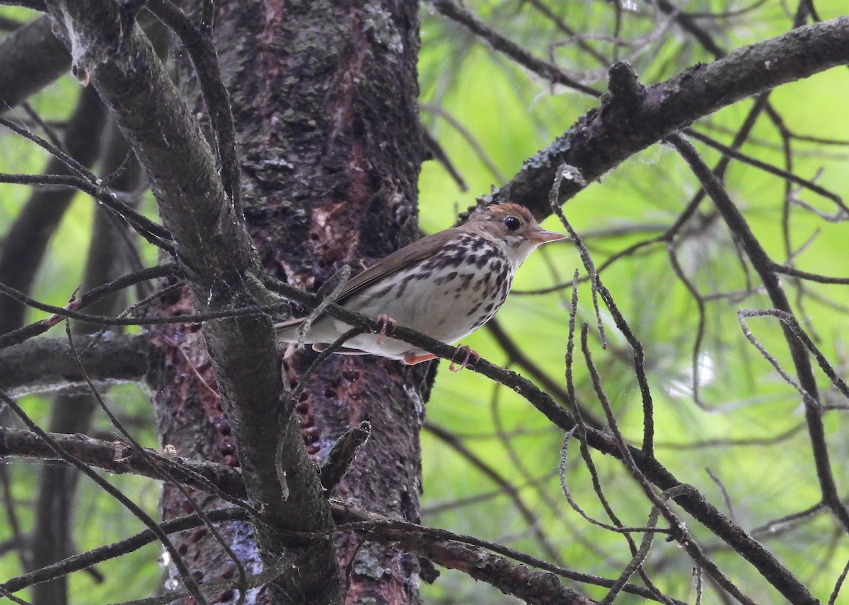 Ovenbird - ML619906593