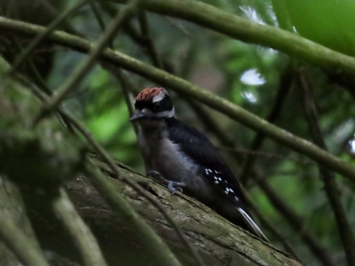 Hairy Woodpecker - ML619906601