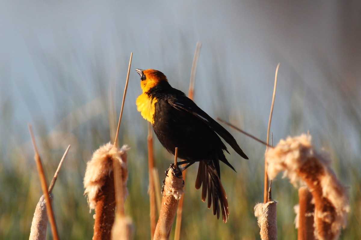 Yellow-headed Blackbird - ML619906612