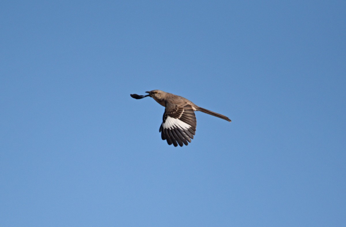 Northern Mockingbird - ML619906615