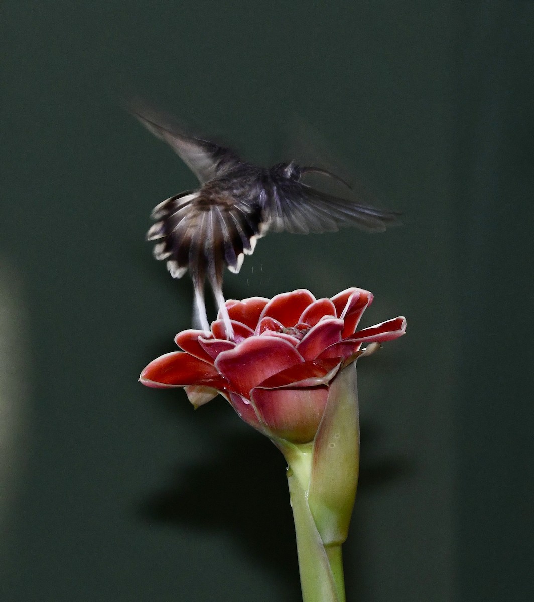 Длинноклювый колибри-отшельник - ML619906634
