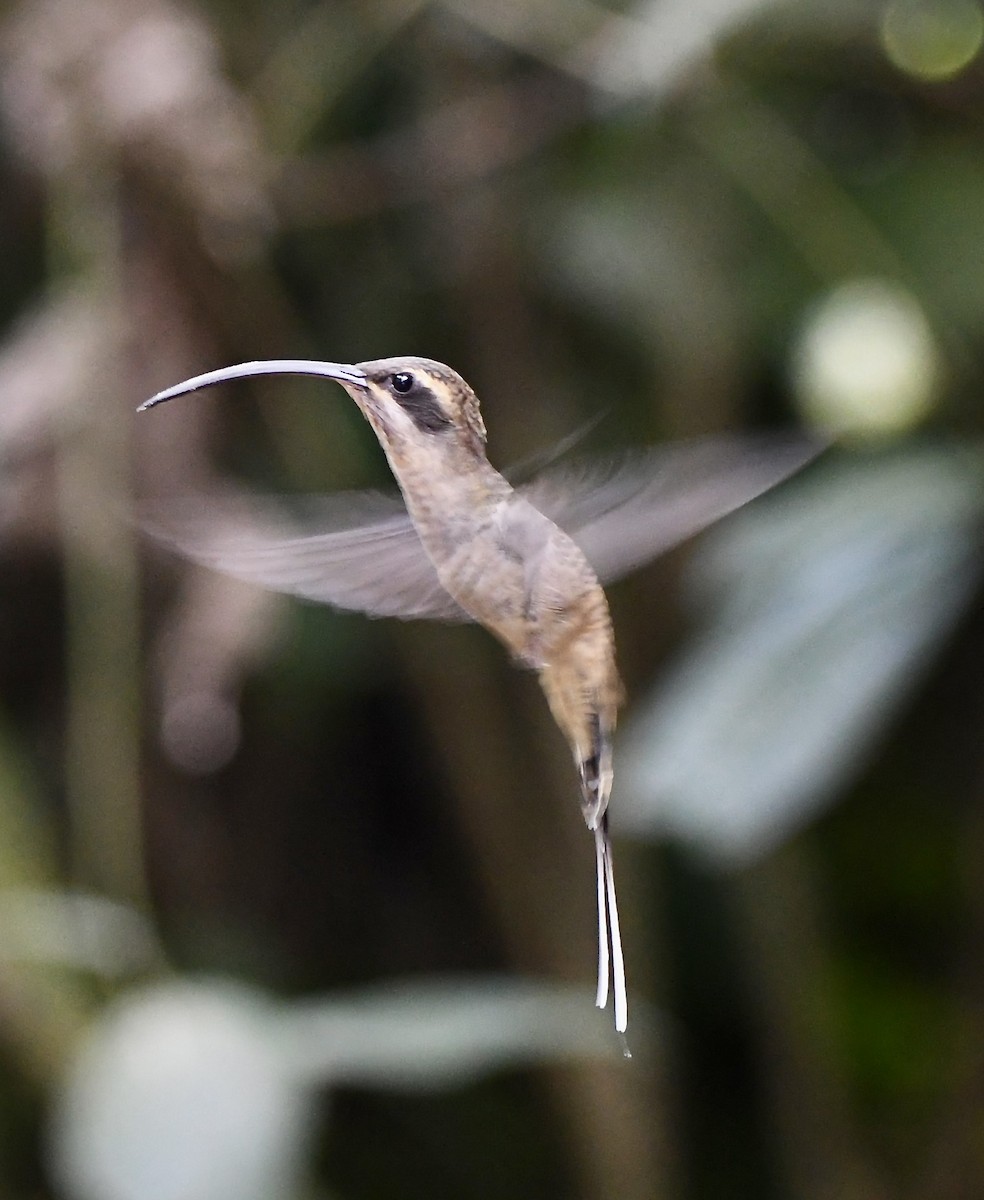 Длинноклювый колибри-отшельник - ML619906638