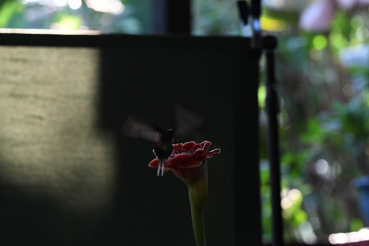 kolibřík tmavolící - ML619906639