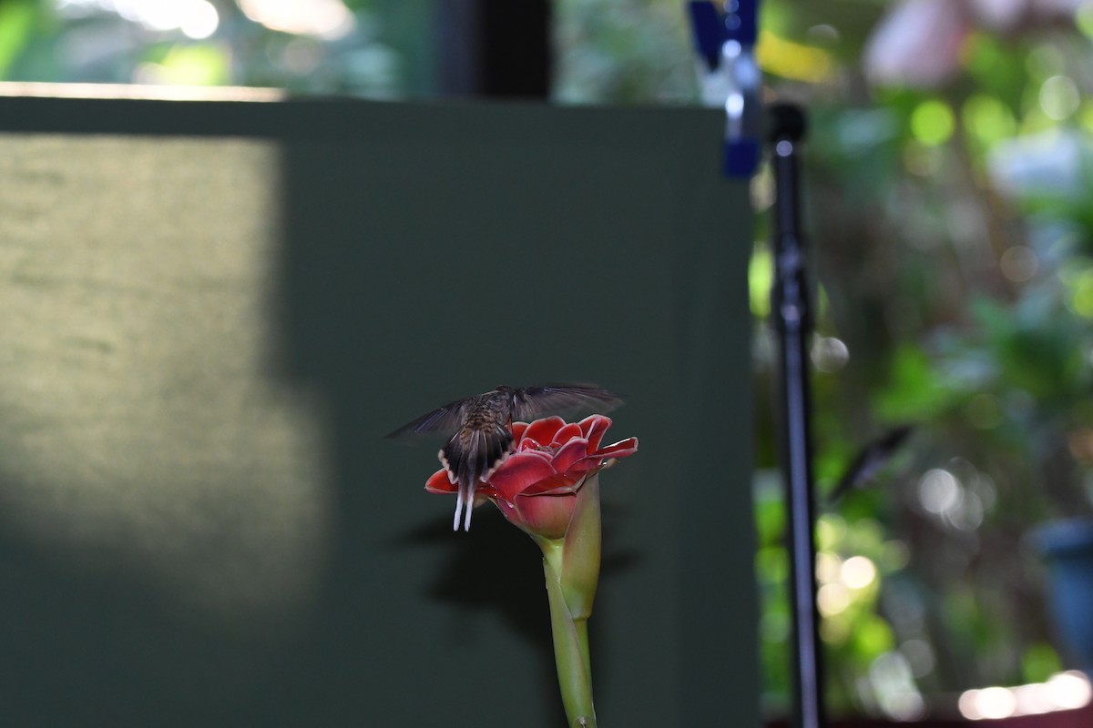 Длинноклювый колибри-отшельник - ML619906640