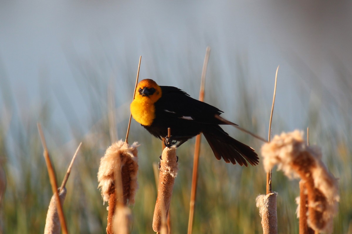 Yellow-headed Blackbird - ML619906641