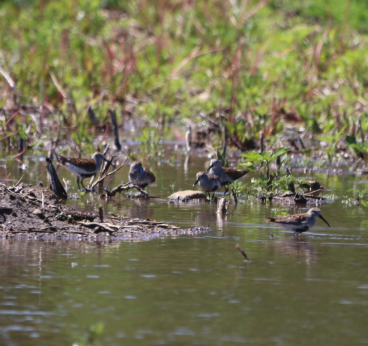 Dunlin - ML619906646