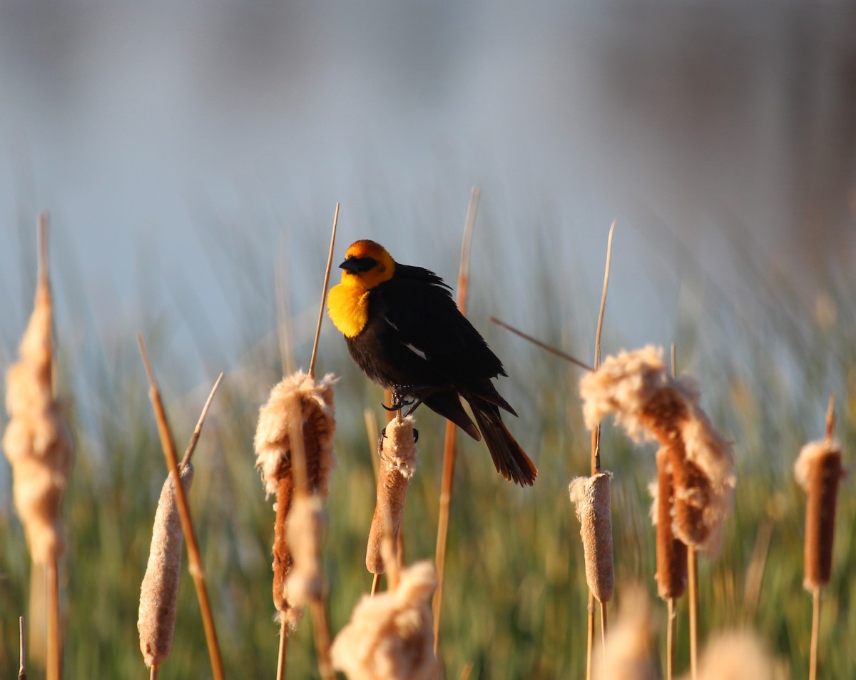 Yellow-headed Blackbird - ML619906649