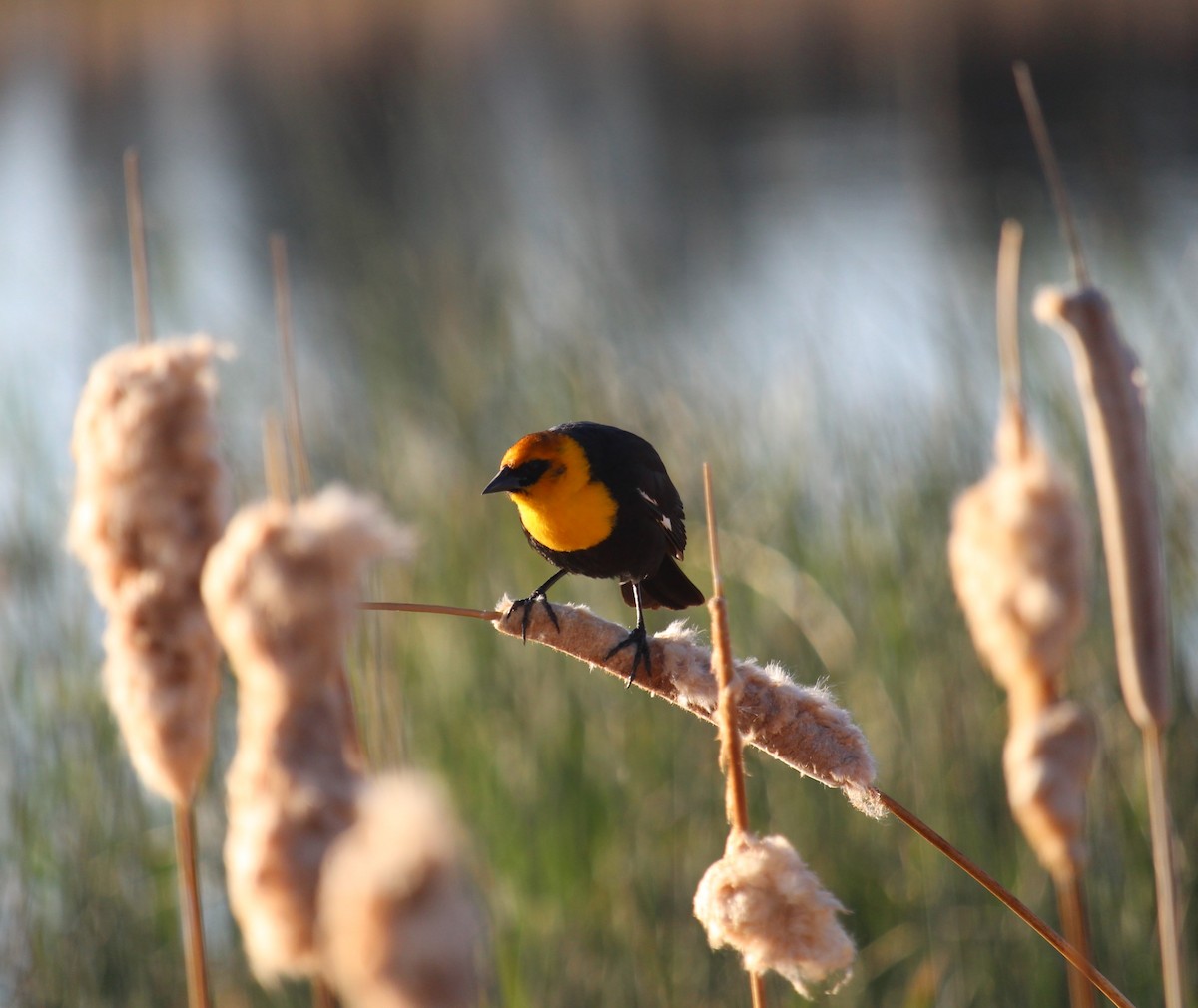 Yellow-headed Blackbird - ML619906653