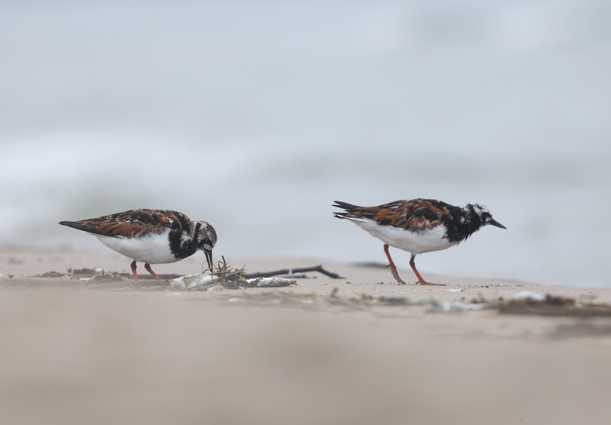 Ruddy Turnstone - ML619906661