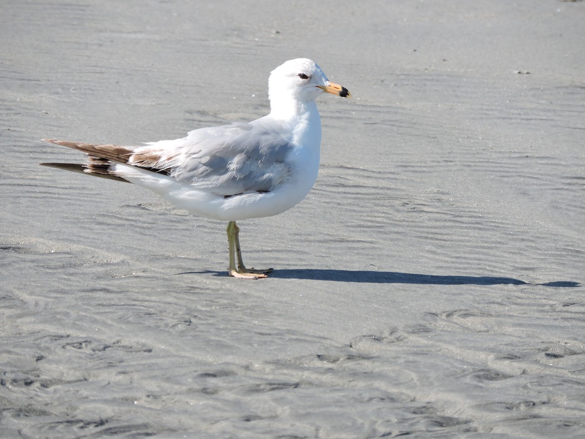 Ring-billed Gull - ML619906663