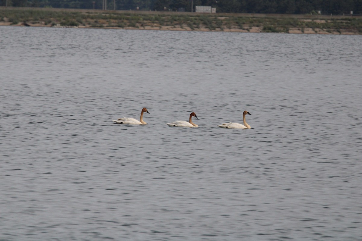 Trumpeter Swan - ML619906665