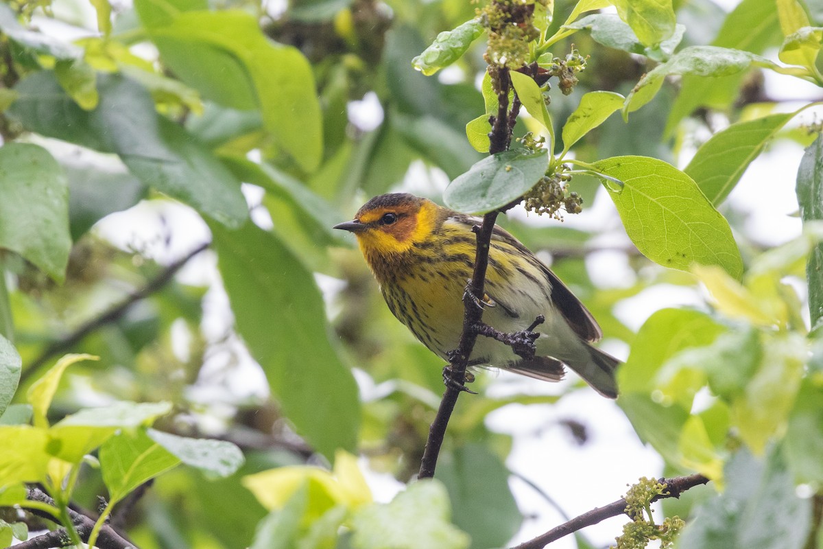 Cape May Warbler - ML619906666