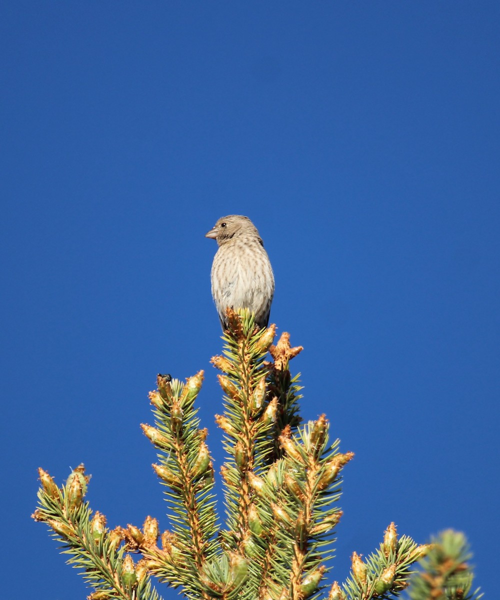 House Finch - ML619906667