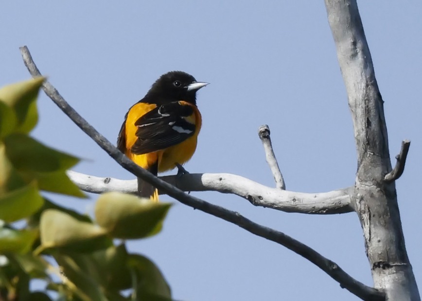 Baltimore Oriole - ML619906670