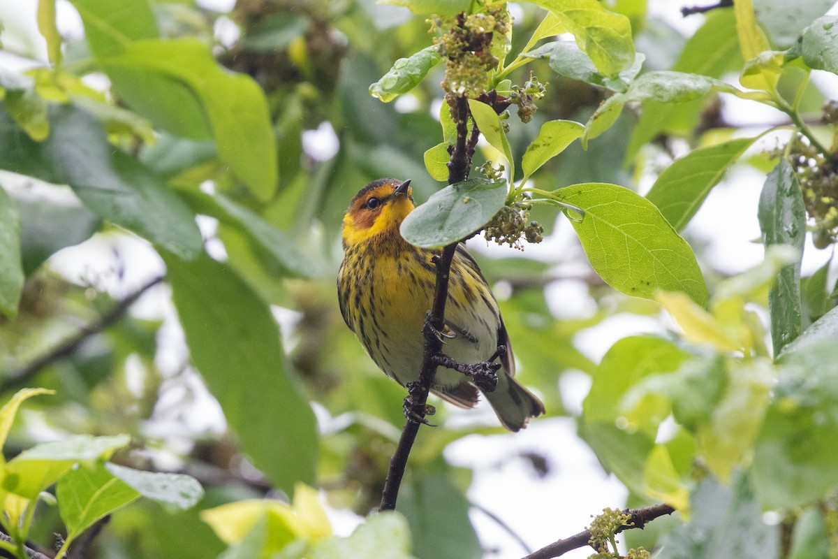 Cape May Warbler - ML619906678