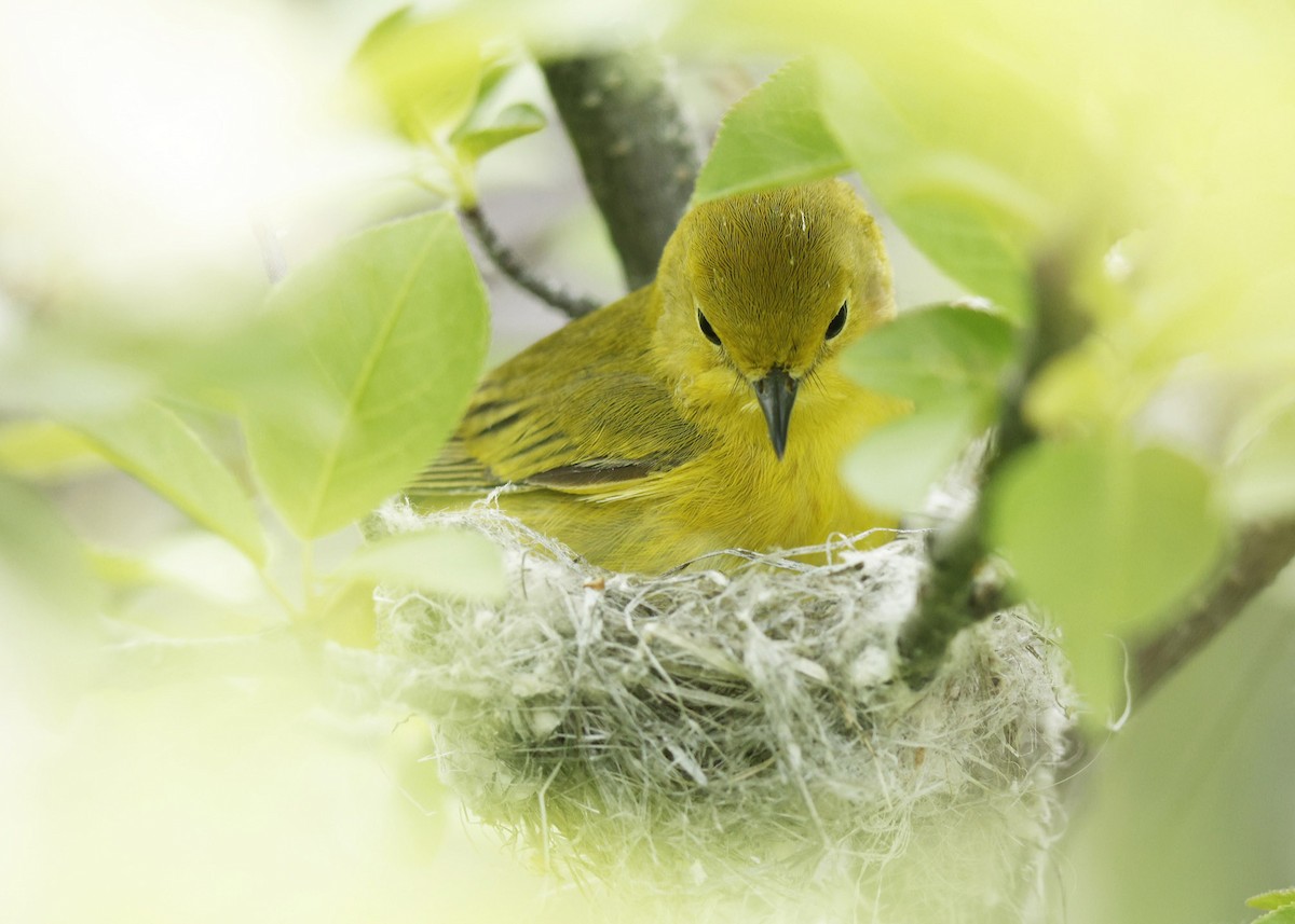 Yellow Warbler - ML619906693