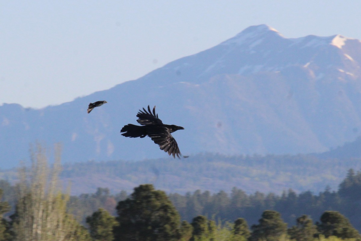 Common Raven - ML619906703