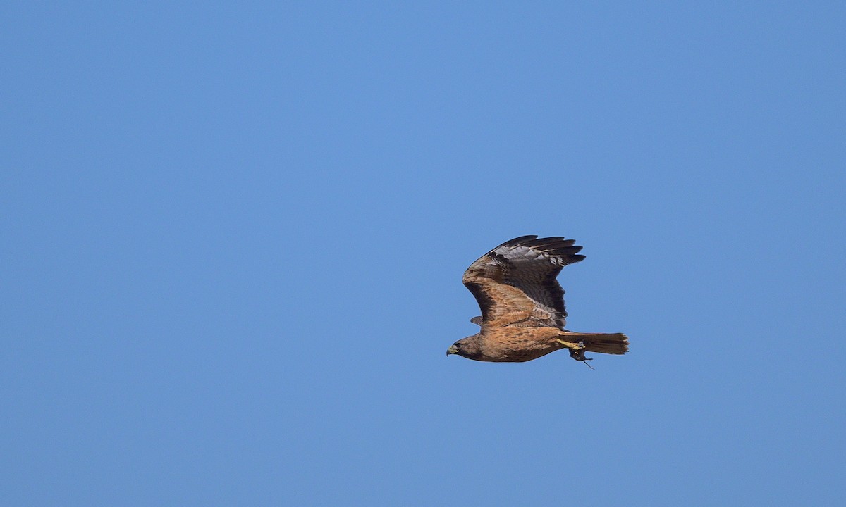 Red-tailed Hawk - ML619906710