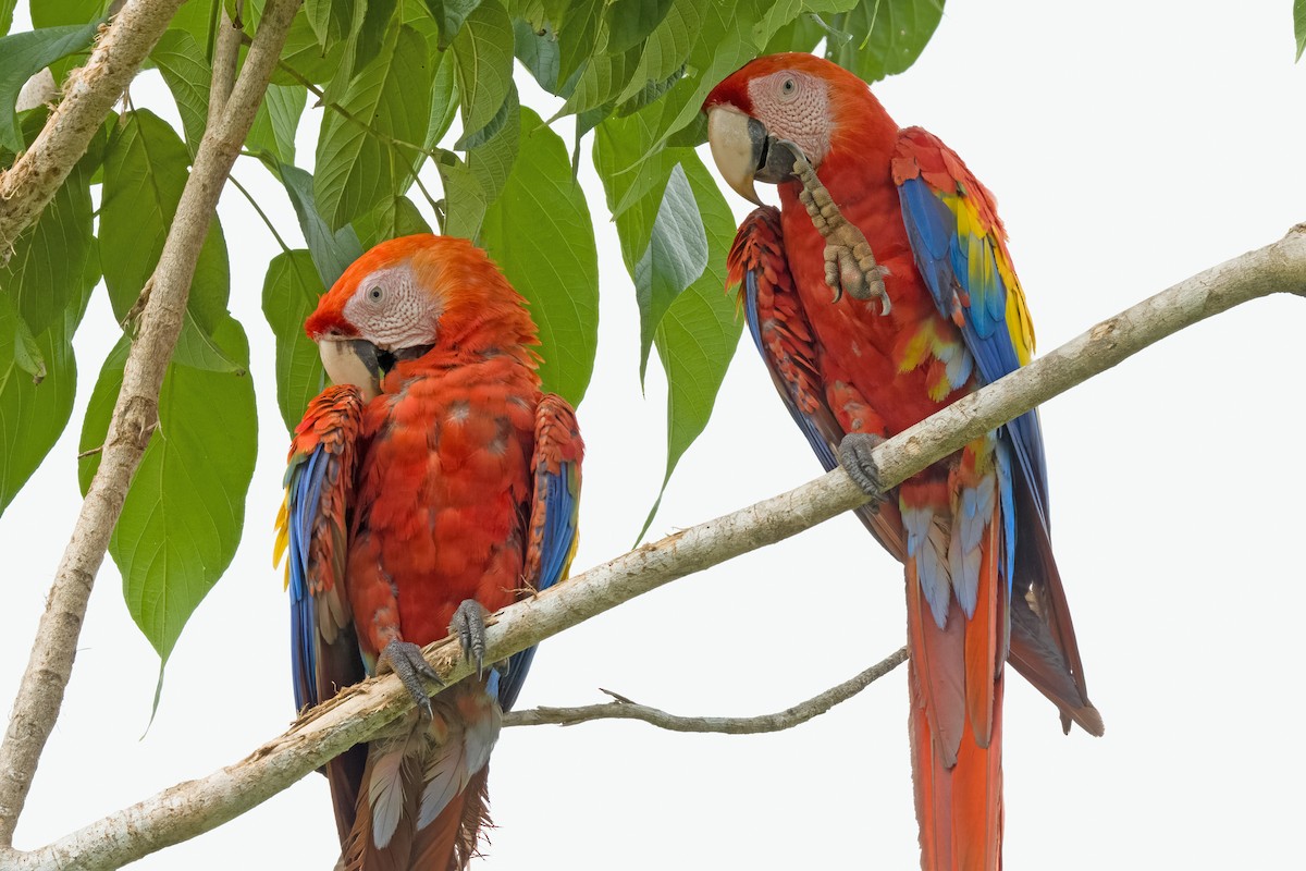 Scarlet Macaw - ML619906712