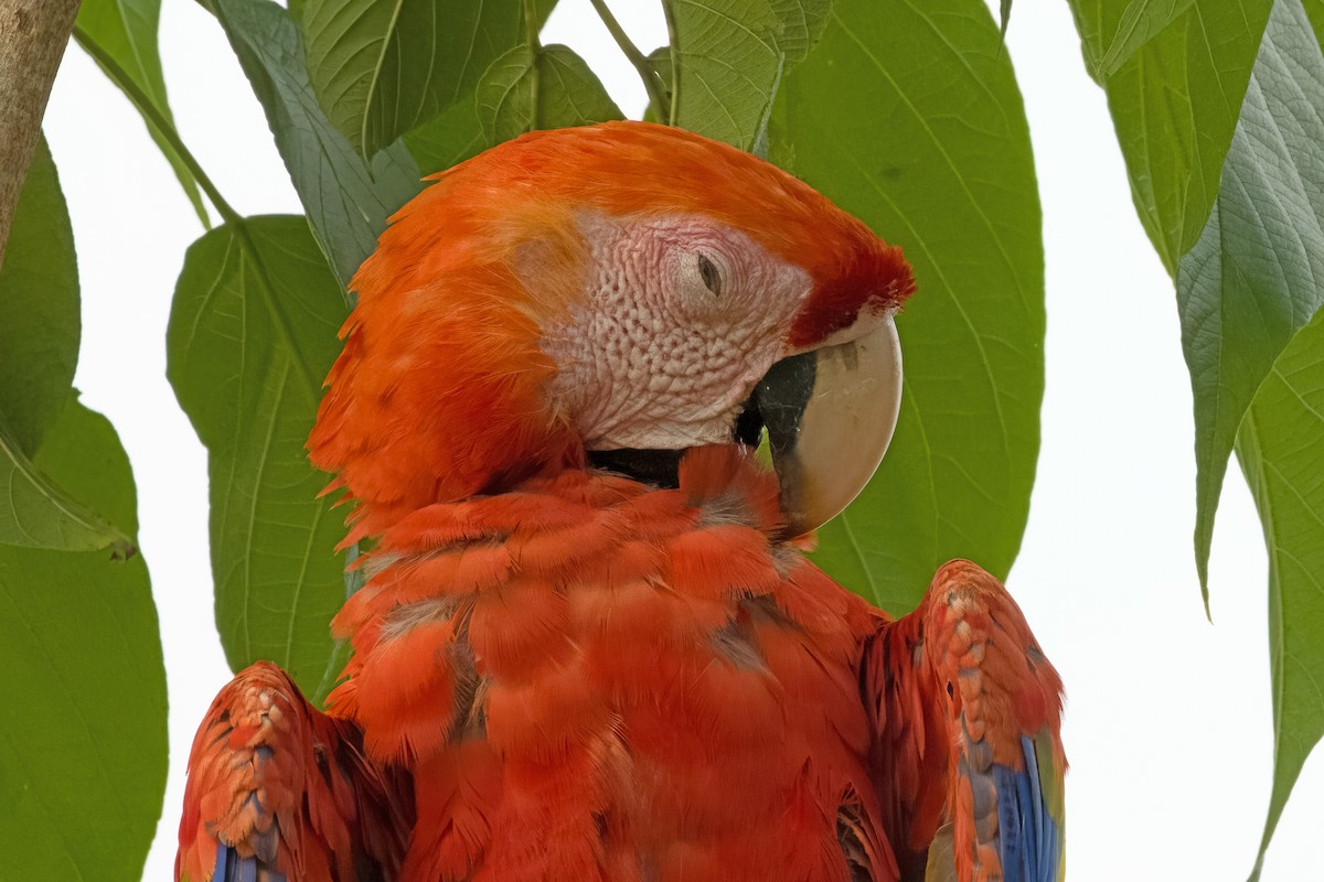 Scarlet Macaw - ML619906713